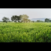 Agricultural Science